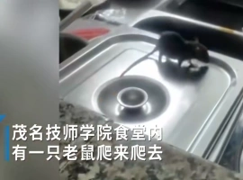 广东某学校食堂出现老鼠横行现象，老鼠在菜盆上舔食汤汁。-春天资源分享网