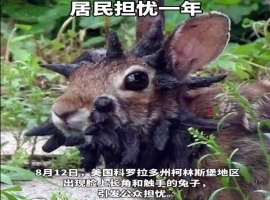 美国一社区遭遇“变种怪兔”入侵  异状头部现诡异黑角与触手-春天资源分享网