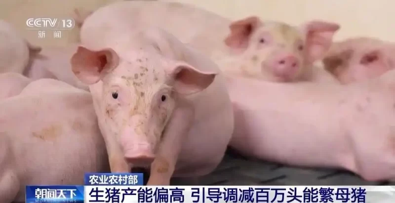 “猪”的市值需保持稳定  养猪企业开始对猪进行减重措施了。-春天资源分享网